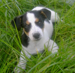 Jack Russell puppy Boomer in de tuin